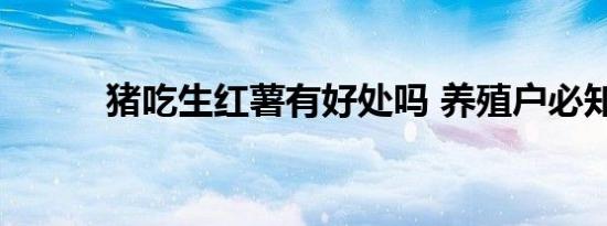 猪吃生红薯有好处吗 养殖户必知